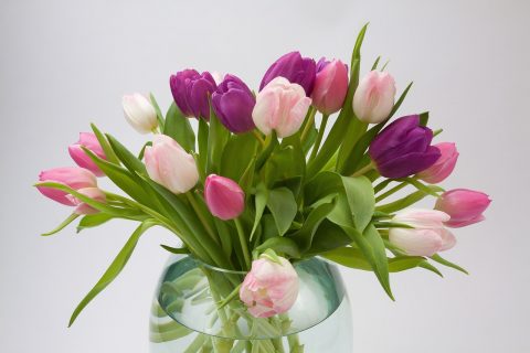 tulip-1230520_1280