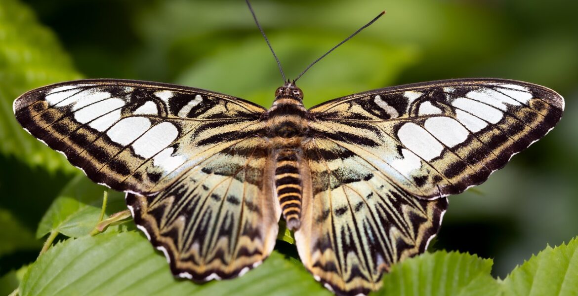 butterfly-8062144_1280