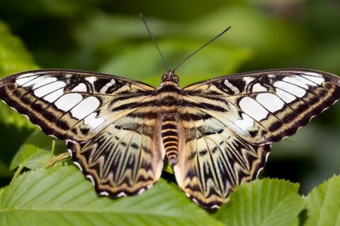 butterfly-8062144_1280